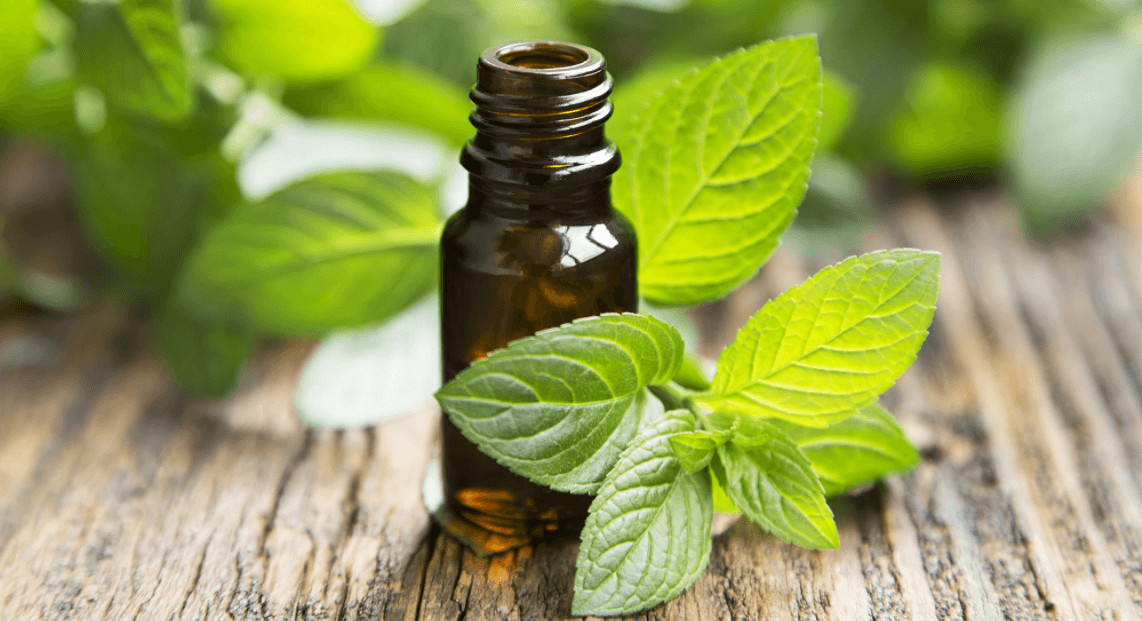 Lemon Balm Essential Oil